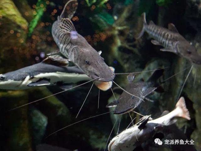守财狗鱼怎么才能养好