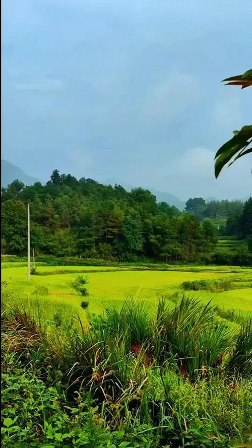 家乡的田野