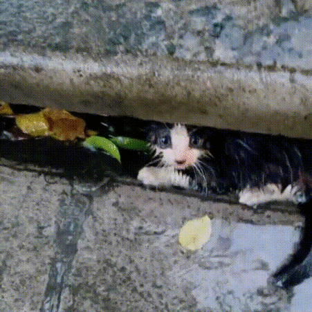 猫咪横冲直撞的怎么回事