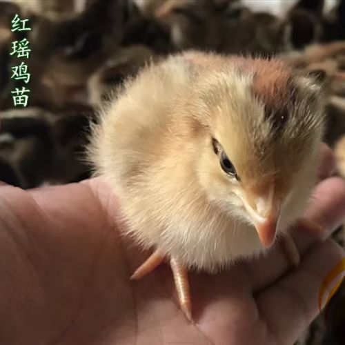 卖小鸡苗赚钱吗