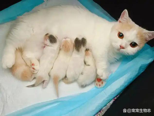 母猫怀孕被公猫骑还会再怀孕吗