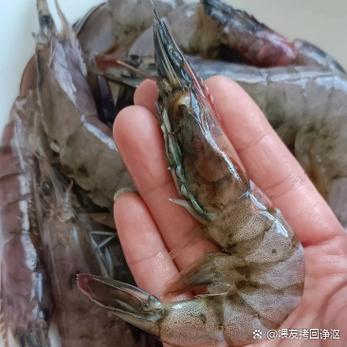 冻虾头发黑还能吃吗