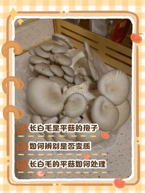 平头菇长白毛