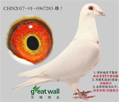 长城鸽业在线拍卖