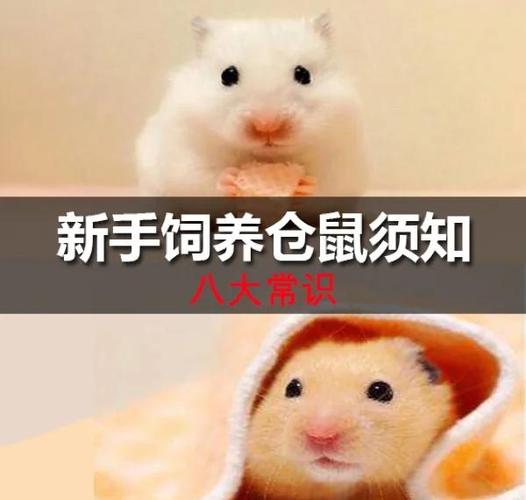 养殖仓鼠一年收入多少