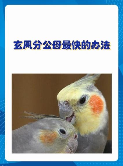 玄凤鹦鹉如何繁殖缩略图