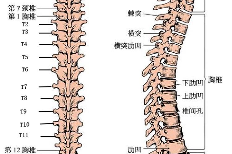 胸骨柄对应第几胸椎