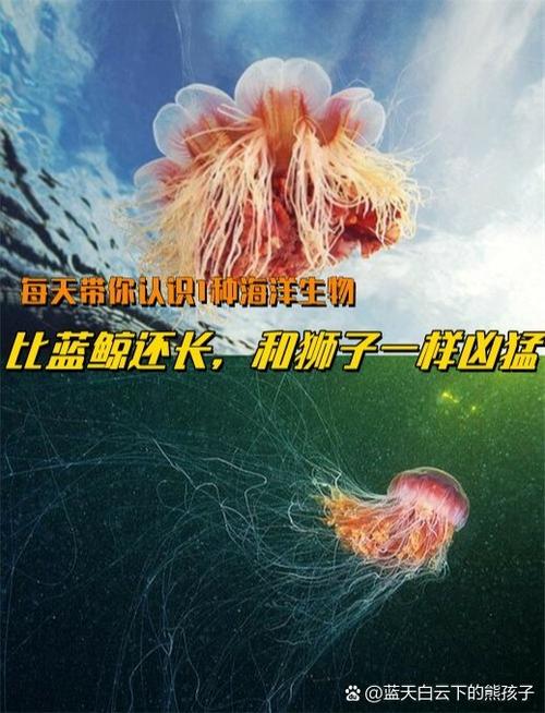 水母会认主人吗截图