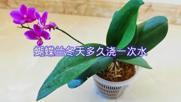 冬天养花几天浇水一次