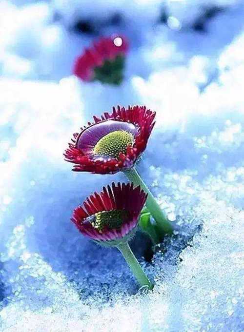 雪融花