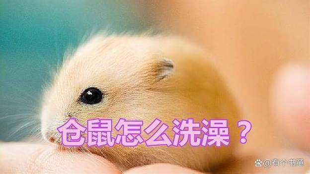 仓鼠碰水会死吗