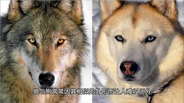 狗在野外会变成狼吗
