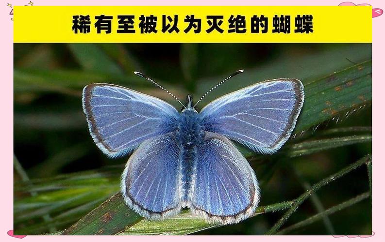 蝴蝶种类大全