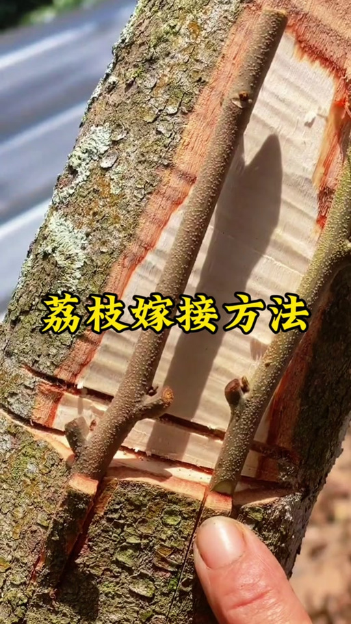 荔枝正确的嫁接方法