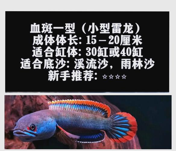 部落冲突雷龙攻击机制