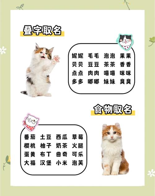 猫可以改名字吗