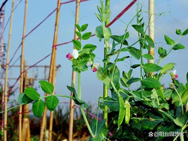 豌豆种植视频技术缩略图