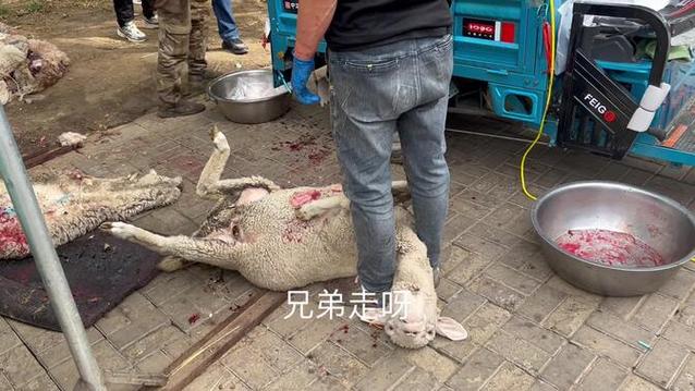 杀羊剔羊肉视频