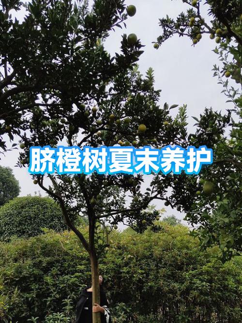 脐橙树寿命一般多少年