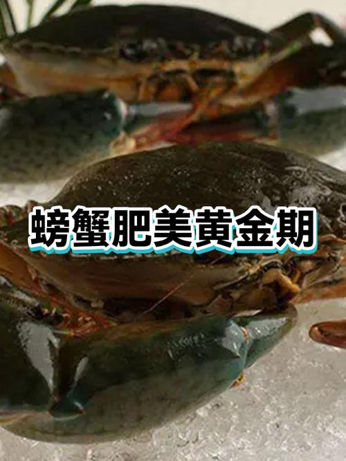 螃蟹哪个季节最肥
