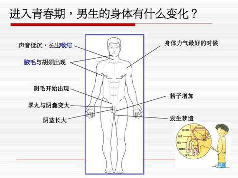 男生青春期检查生殖流程游戏截图