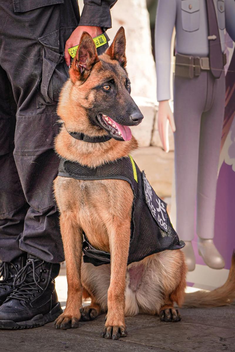 警犬赤龙2