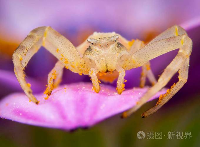 蜘蛛走路的姿势