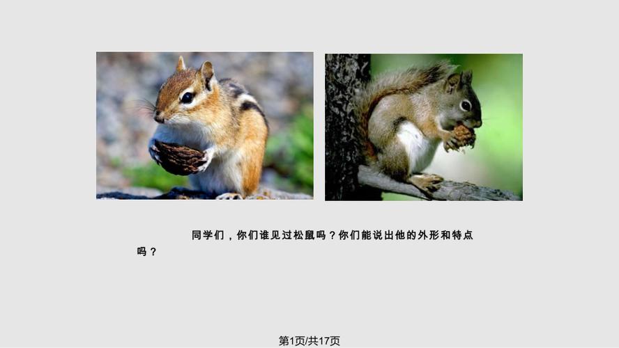 那只松鼠阅读全部答案