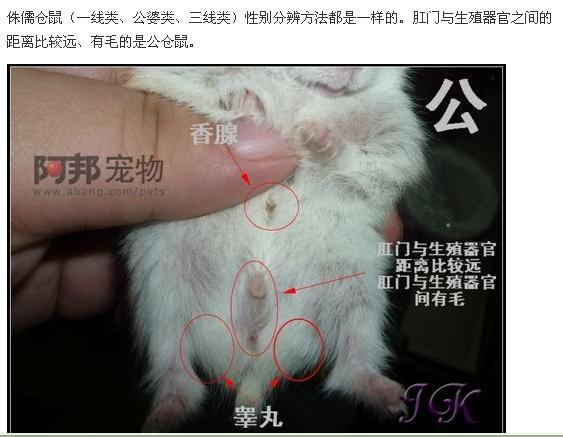 仓鼠的繁殖方法
