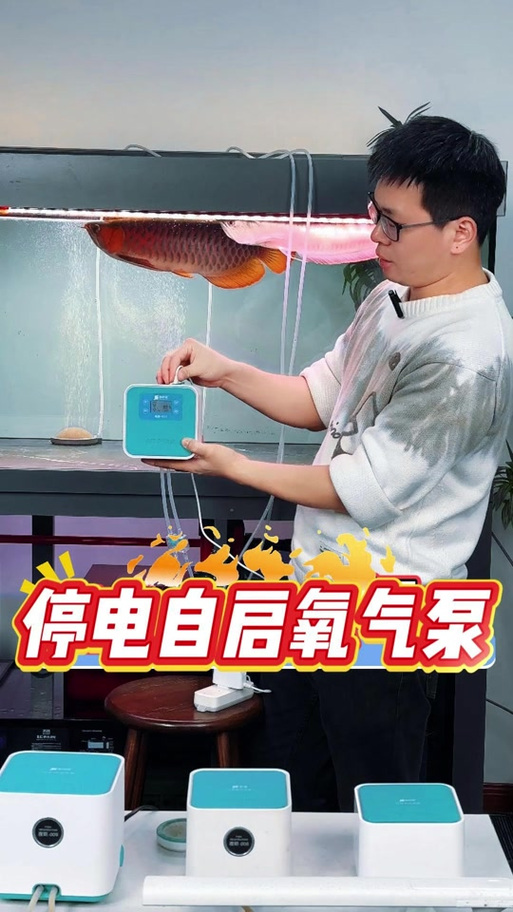 养小金鱼需要打氧吗
