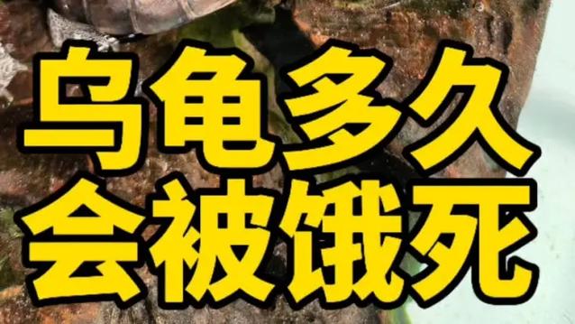 乌龟一般多少天会饿死