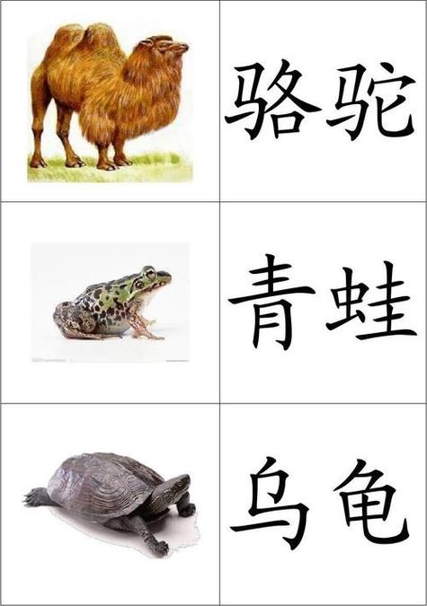 看图认动物