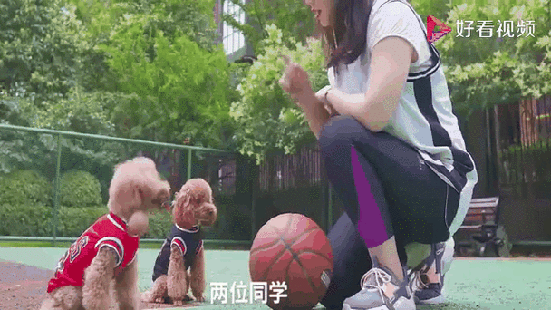 萌星人火龙果带狗坐飞机