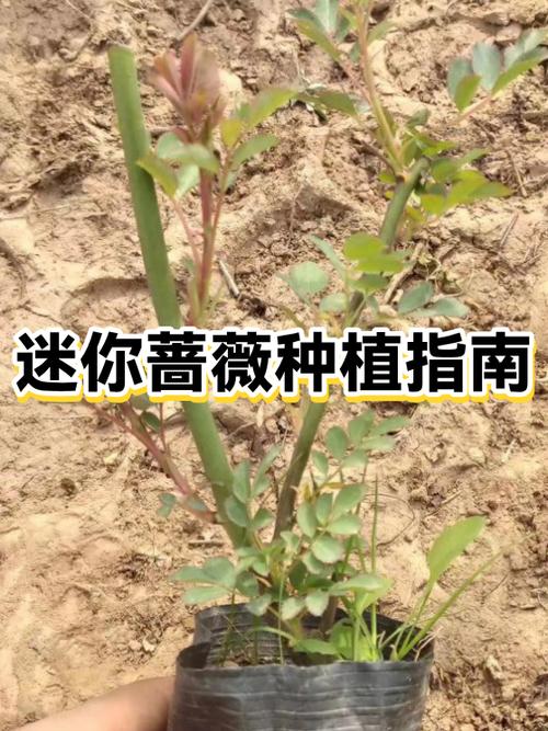 蔷薇最旺什么属相的缩略图