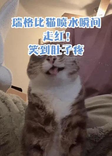 搞笑猫视频笑得肚子疼