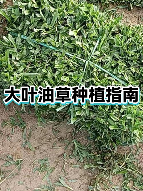 大叶油草为什么不建议养