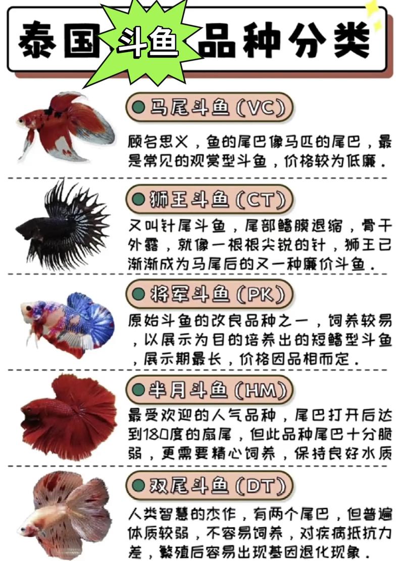 播酱 斗鱼数据