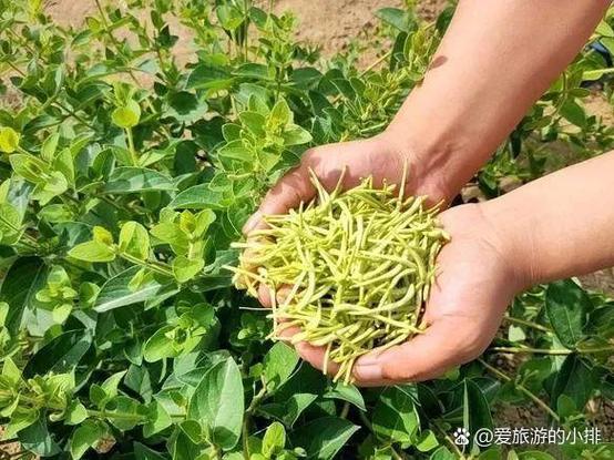 荒田种什么最赚钱