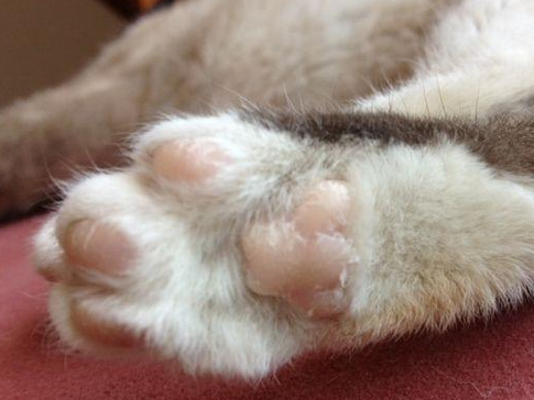 猫爪畸形