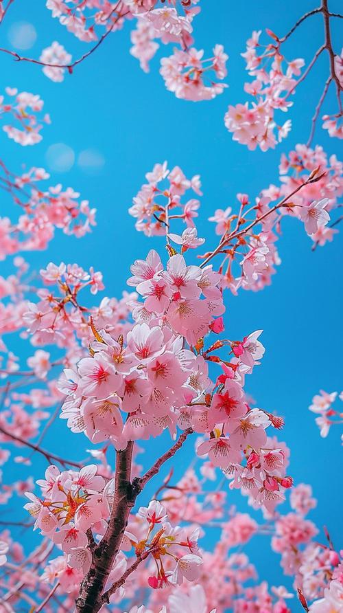 樱花图片大全缩略图