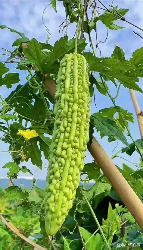 苦瓜喜阴还是喜阳游戏截图