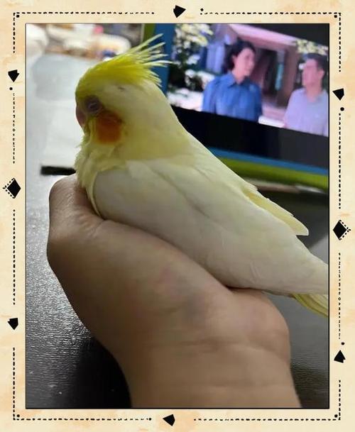 鹦鹉叫声变嘶哑怎么回事
