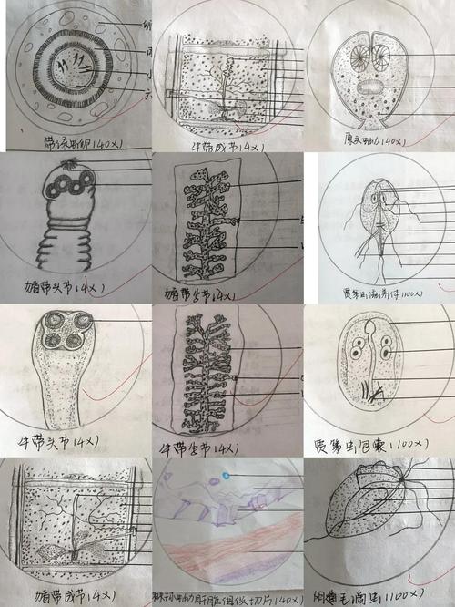 寄生虫寄生女生肚子视频游戏截图