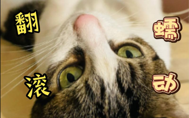 流氓的氓缩略图