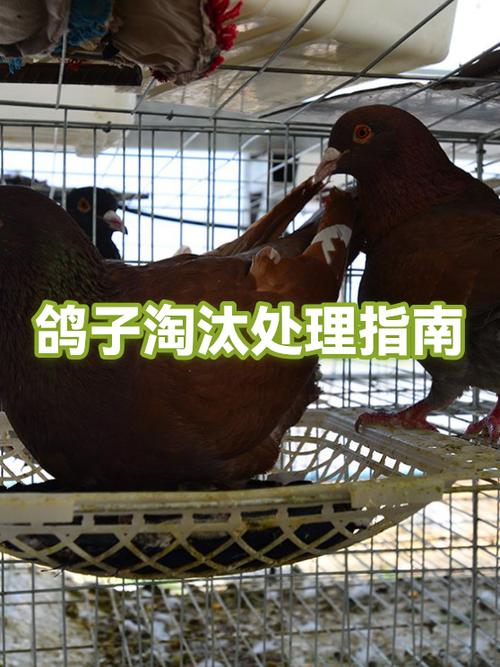 淘汰鸽的八大绝招