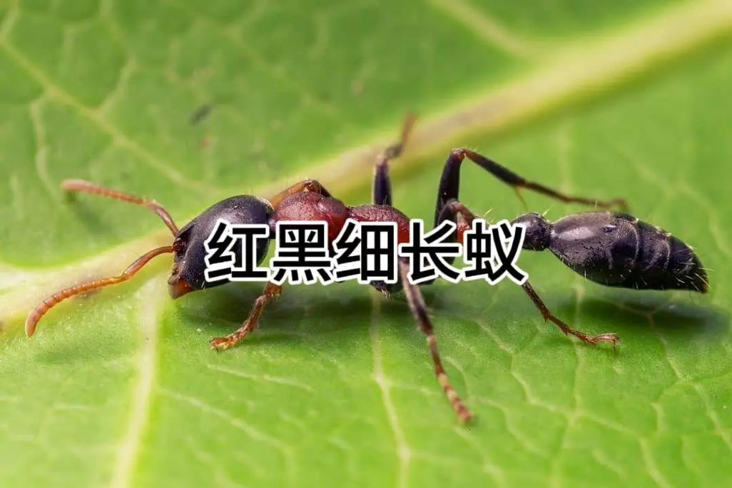 中国一共有多少只蚂蚁