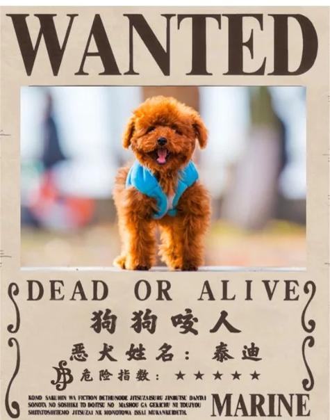 狗狗老是咬人怎么办