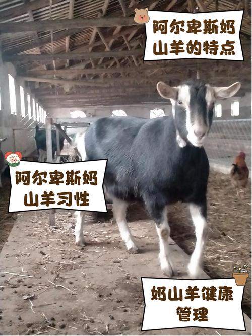 阿尔卑斯奶山羊和红鹿哪个好