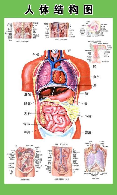身体全部位置名称