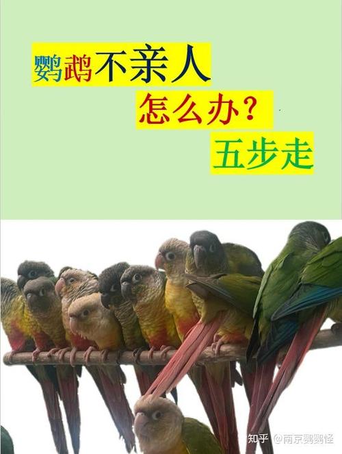 鹦鹉怎么养亲近人缩略图